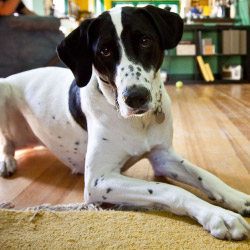 SoCal DogWatch, Long Beach, California | Indoor Pet Boundaries Contact Us Image